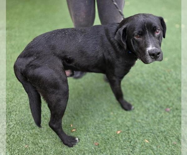 Medium Photo #2 Labrador Retriever-Unknown Mix Puppy For Sale in Rockwall, TX, USA