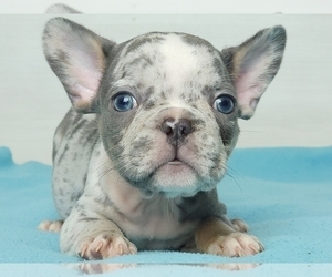 French Bulldog Puppy for sale in NEW YORK, NY, USA