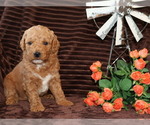 Small Goldendoodle (Miniature)