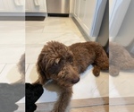 Small Photo #1 Labradoodle Puppy For Sale in CULVER CITY, CA, USA
