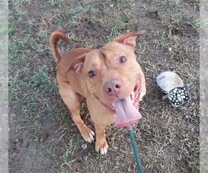 American Staffordshire Terrier-Unknown Mix Dogs for adoption in Louisville, KY, USA