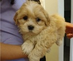 Puppy Remi Maltese-Poodle (Toy) Mix