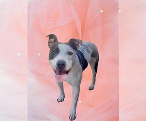 American Pit Bull Terrier-Unknown Mix Dogs for adoption in Riverside, CA, USA