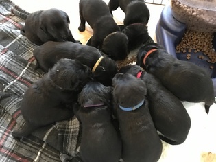Labrador Retriever Puppy for sale in CRAIG, CO, USA