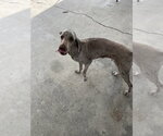 Small #5 Labrador Retriever