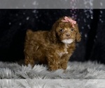 Small Photo #73 Poodle (Miniature) Puppy For Sale in WARSAW, IN, USA