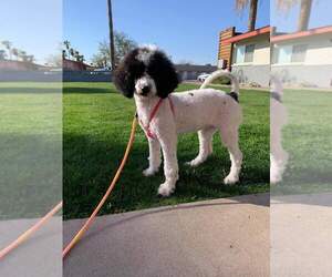 Poodle (Standard) Puppy for sale in PHOENIX, AZ, USA