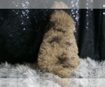 Small #6 Poodle (Toy)