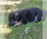 Small #4 King Shepherd