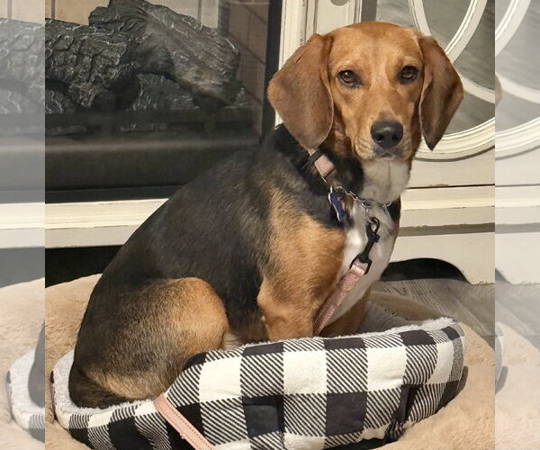 Medium Photo #1 Beagle Puppy For Sale in Batavia, OH, USA