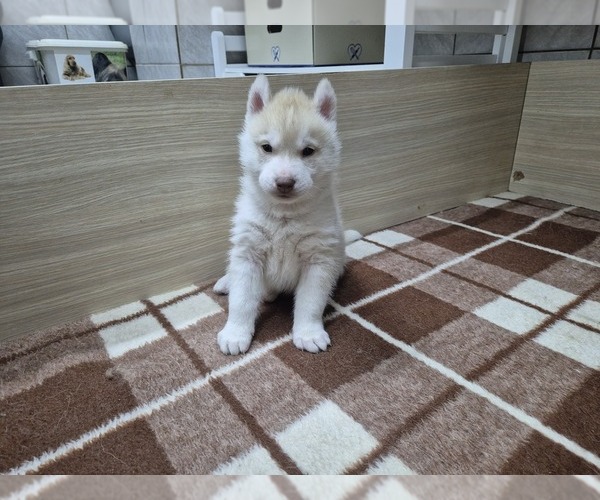 Medium Photo #1 Siberian Husky Puppy For Sale in Topolje, Osjecko-Baranjska, Croatia