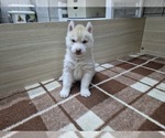 Small Siberian Husky