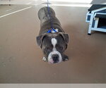 Small Bulldog Mix