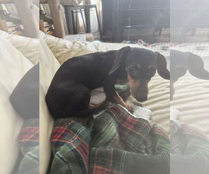 Dachshund Dogs for adoption in Aurora, CO, USA