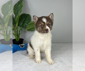Pomsky Puppy for sale in FRANKLIN, IN, USA