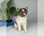 Small Photo #1 Pomsky Puppy For Sale in FRANKLIN, IN, USA
