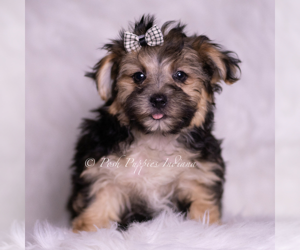 Medium Photo #2 Morkie Puppy For Sale in WARSAW, IN, USA