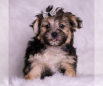 Small #1 Morkie