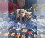 Small Photo #10 American Bully Puppy For Sale in BOLINGBROOK, IL, USA
