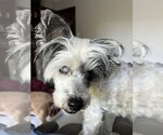 Small #1 Mutt