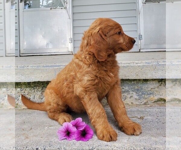Medium Photo #4 Goldendoodle Puppy For Sale in LEOLA, PA, USA
