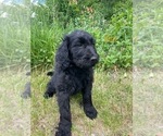 Small #11 Goldendoodle