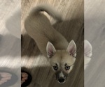 Small #70 Pomsky