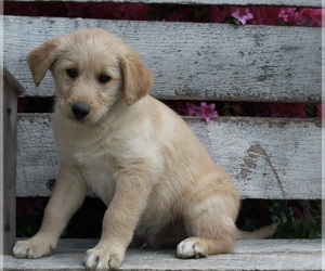 Poodle (Standard)-Siberian Husky Mix Puppy for sale in FREDERICKSBURG, OH, USA