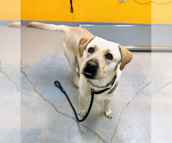 Medium Photo #3 Mutt Puppy For Sale in Bryant, AR, USA