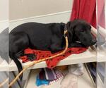 A614858 - Female Labrador Retriever Dog for Adoption - Small photo