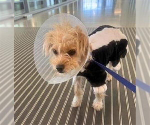 Medium Photo #1 Poodle (Miniature)-Unknown Mix Puppy For Sale in San Martin, CA, USA
