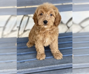 Goldendoodle Puppy for sale in SAN DIEGO, CA, USA