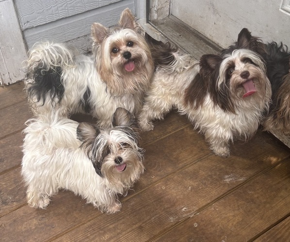 Medium Photo #1 Biewer Terrier Puppy For Sale in VERO BEACH, FL, USA