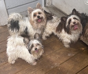 Mother of the Biewer Terrier puppies born on 09/15/2025