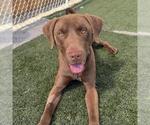 Small #3 Labrador Retriever Mix