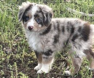 Miniature Australian Shepherd Puppy for Sale in CARTHAGE, Tennessee USA