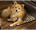 Small Photo #3 Pomeranian Puppy For Sale in St. Louis Park, MN, USA