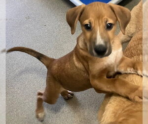 Mutt Dogs for adoption in Sterling, MA, USA