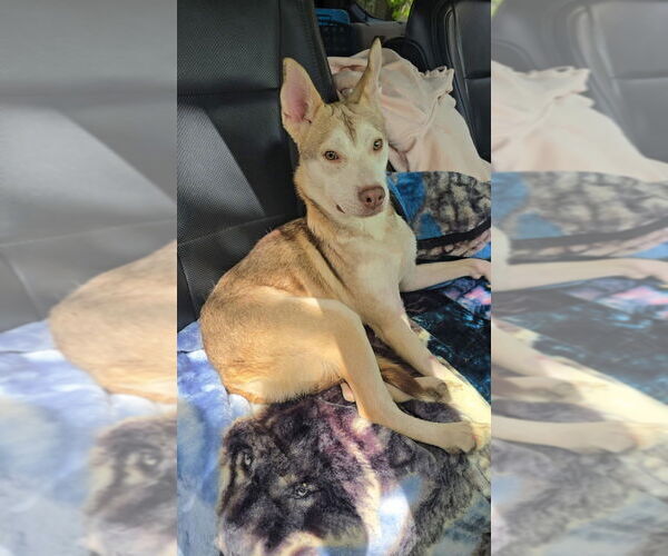 Medium Photo #2 Siberian Husky-Unknown Mix Puppy For Sale in New York, NY, USA