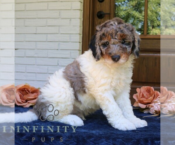 Medium Photo #2 Bernedoodle (Miniature) Puppy For Sale in NARVON, PA, USA