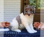 Small #1 Bernedoodle (Miniature)