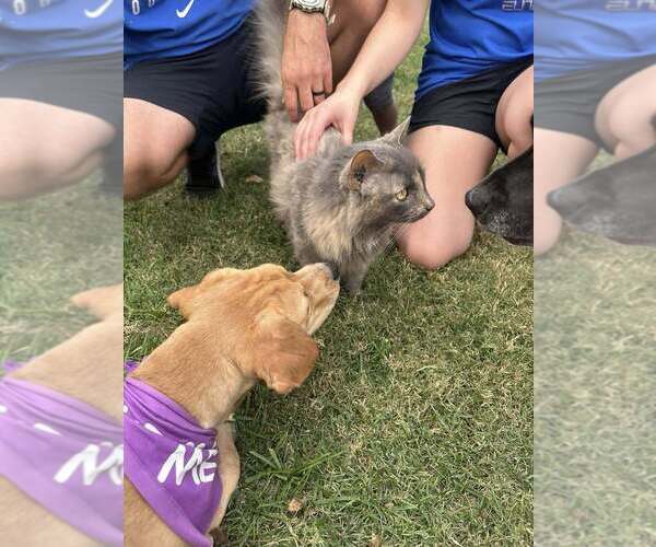 Medium Photo #3 Labrador Retriever-Unknown Mix Puppy For Sale in Evansville, IN, USA