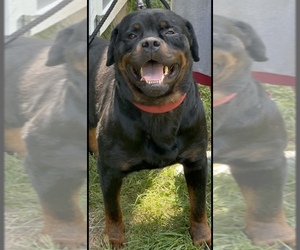 Father of the Rottweiler puppies born on 10/08/2022