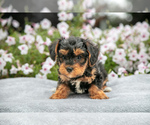 Puppy Doc YorkiePoo