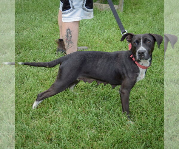 Medium Photo #2 Pointer-Unknown Mix Puppy For Sale in Huntley, IL, USA