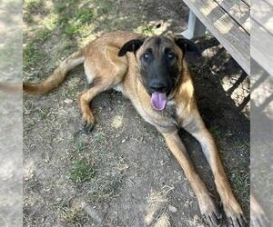 TROY - Male Mutt Dog for Adoption - Photo #2