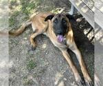 Small Photo #2 Mutt Puppy For Sale in Riverside, CA, USA