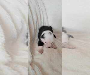 Miniature Australian Shepherd Puppy for sale in ARCHER, FL, USA