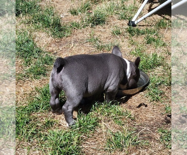 Medium Photo #10 American Bully Puppy For Sale in OLYMPIA, WA, USA