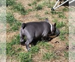 Small Photo #10 American Bully Puppy For Sale in OLYMPIA, WA, USA